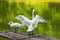 Close-up of two white swans playing in the pond