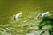 Close-up of two white swans playing in the pond