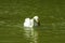 Close-up of two white swans playing in the pond