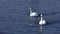 Close-up of two white swans swimming in the lake of a park