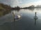 close up of two White swans tranquil scene of a river with reflection of White clouds