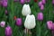 Close-up of two white tulips and many pink ones in the background