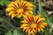 Close up of two yellow and orange striped ganzania flowers