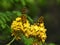 Close-up of two yellow sibipiruna flowers