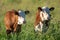 Close up of two young calf`s standing in a lush green pasture