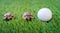 Close up of two young hermann turtles on a synthetic grass with golf ball