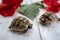 Close-up of two young hermann turtles on white wooden background with a red hibiscus flower and leave. Selective focus with