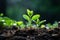 a close up of two young plants growing in the dirt