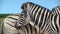Close up from two zebras in addo elephant