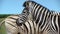 Close up from two zebras in addo elephant national park