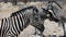 Close up of two Zebras, african animals walking in the savannah.