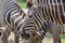 Close up two zebras eating grass in zoo.