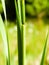 Close up of typha plant