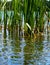 Close up of typha plant in lake water