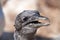Close-up of a ugly bald young Northern Gannet chick head, Island Heligoland, Germany