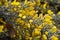 Close up of Ulex Europaeus know as Gorse, bush with small bright yellow flowers