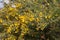 Close up of Ulex Europaeus know as Gorse, bush with small bright yellow flowers