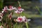 Close up of the umbel-like inflorescence of flowering rush or grass rush Butomus umbellatus in full bloom. Europe