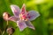 Close up of the umbel-like inflorescence of flowering rush or grass rush Butomus umbellatus in full bloom. Europe