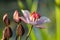 Close up of the umbel-like inflorescence of flowering rush or grass rush Butomus umbellatus in full bloom. Europe