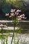 Close up of the umbel-like inflorescence of flowering rush or grass rush Butomus umbellatus in full bloom. Europe