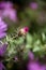 Close up of an unbloomed Purple Aromatic aster or Symphyotrichum oblongifolium flower in garden