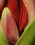 Close-up of unblown beautiful amaryllis bud