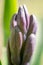 Close-up of unblown hyacinth buds.