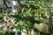 Close up of uncarina stellulifera plant from madagascar