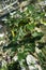 Close up of uncarina stellulifera plant from madagascar