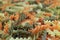 Close-up of Uncooked Tricolor Fusilli, Three-Color Spiral Shaped Pasta, for TBackground