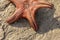 Close up of the underside of a colorful orange sea star starfish, star fish Protoreaster nodosus. Horned Sea Star upside down.