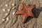 Close up of the underside of a colorful orange sea star starfish, star fish Protoreaster nodosus. Horned Sea Star upside down.