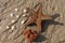 Close up of the underside of a colorful orange sea star starfish, star fish Protoreaster nodosus. Horned Sea Star upside down.