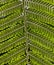 Close-up of Underside of Fern Leaf with Spores