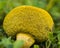 Close-up of underside of golden yellow wild mushroom on green grass.