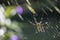 Close-up of the underside of a joro spider in her web.