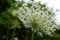 Close-up of the underside of the white flowers of Queen Anne\\\'s Lace (Daucus carota)