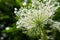 Close-up of the underside of the white flowers of Queen Anne\\\'s Lace (Daucus carota)