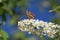 Close-up on the underside wings of the Map butterfly, araschnia levana, pollinating on the white flowers. spring brood