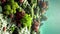 Close up underwater background tropical coral reef