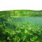 Close up underwater in nature on white background