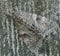 Close up of an underwing moth (genus Catocala)