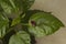 close-up: unexpanded small red china rose