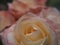 Close-up of Unfocused, Dream-like, Soft Rose Petals. Close-up of Fabulous Pale pink and yellow peach Rose petals