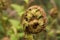 Close up of an Unfurling Bracken Fern (Pteridium) Fiddlehead  from North Wales  UK