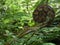 Close up of unfurling frond of a fern