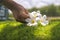 close-up of an unidentified person\'s hand placing porcelain flowers on the tomb