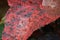 Close-up of unique pattern coral pink tropical plant leaf with raindrops