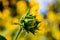 Close up unopened bud Sunflowers Helianthus annuus on a stem